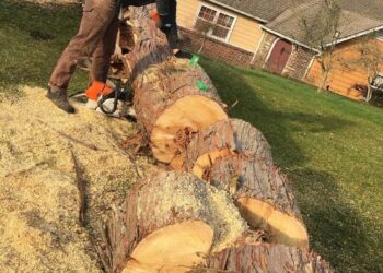 Storm Clean Up Services | Emergency Storm Tree Service Near Me