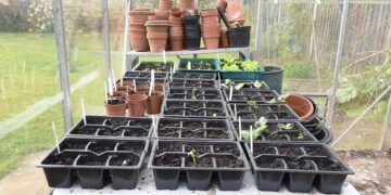 11 Essential Greenhouse Supplies to Get Started