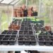 11 Essential Greenhouse Supplies to Get Started